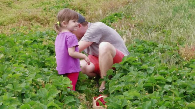 Father and daughter gathering ripe red garden strawberry to wood basket between green leaves. Family farm, gardening. Attracting child to harvesting berries at summer day. Man harvesting strawberries