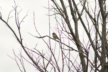 Nightingale sitting on a branch, small bird
