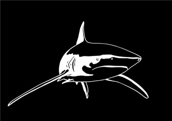 Graphical sketch of shark isolated on black background,vector sea-food illustration