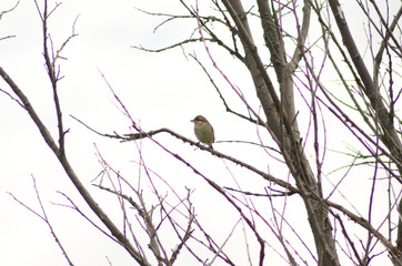 Nightingale sitting on a branch, small bird