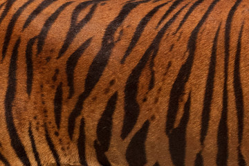 Close-Up, Real Skin Texture of Tiger.