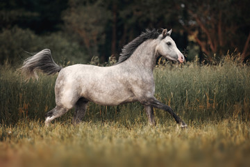 Gray horse running through the pasture