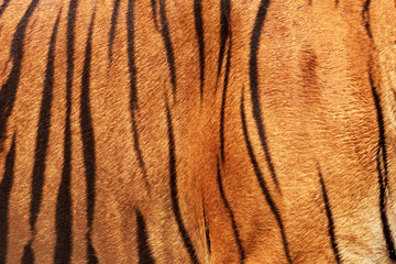 Close-Up, Real Skin Texture of Tiger.