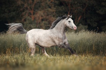 Obraz na płótnie Canvas Gray horse running through the pasture