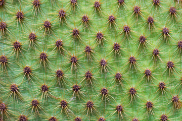 Fototapeta premium Texture of prickly cactus in the desert