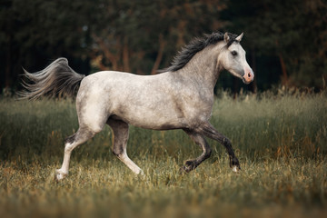 Fototapeta na wymiar Gray horse running through the pasture