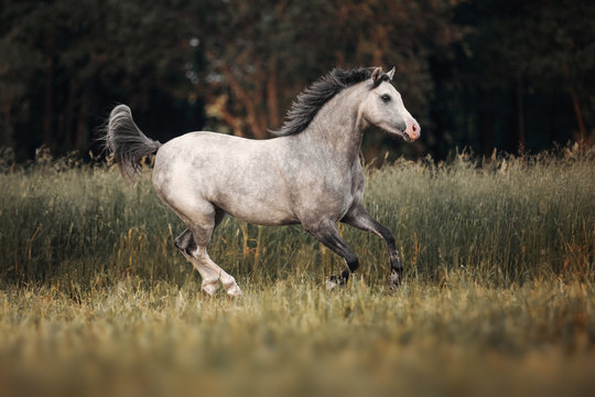 Gray horse running through the pasture