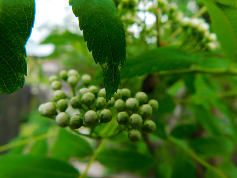 rowan-tree