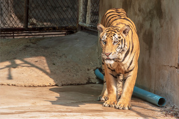 The tiger is walking in the cage. With steel mesh surrounded.