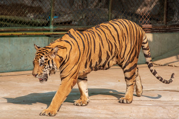 The tiger is walking in the cage. With steel mesh surrounded.