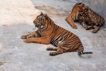 The two tiger that does not live naturally,lying on the cement floor,Showing various gestures.