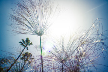 Sunlight through tall grass and vegetation in California