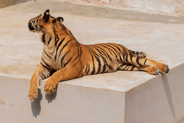 Fototapeta premium The great male tiger that does not live naturally,lying on the cement floor,Showing various gestures.