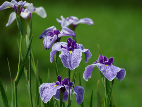 花菖蒲 Images – Browse 13,663 Stock Photos, Vectors, and Video