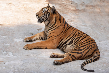 The great male tiger that does not live naturally,lying on the cement floor,Showing various gestures.