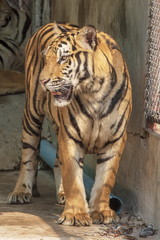 The great male tiger that does not live naturally,lying on the cement floor,Showing various gestures.