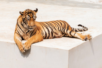 The great male tiger that does not live naturally,lying on the cement floor,Showing various gestures.