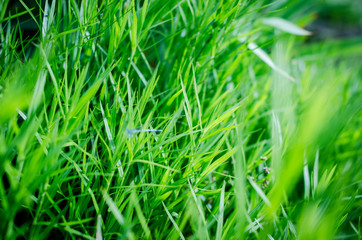 NATURE