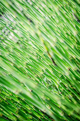 Fototapeta premium NATURE