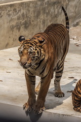 The great male tiger that does not live naturally,lying on the cement floor,Showing various gestures.