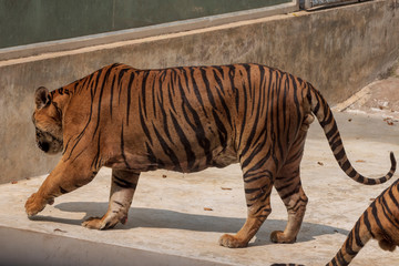 The great male tiger that does not live naturally,lying on the cement floor,Showing various gestures.