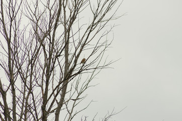 Nightingale sitting on a branch, small bird