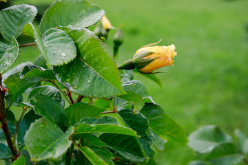 yellow rose bud after rain