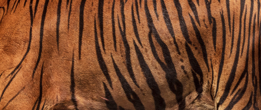 Picture of a large real tiger skin.