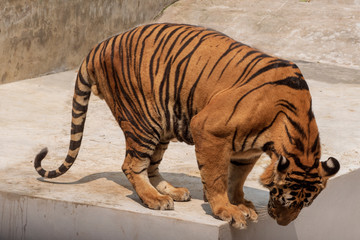 The great male tiger that does not live naturally,lying on the cement floor,Showing various gestures.