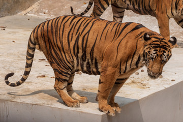 The great male tiger that does not live naturally,lying on the cement floor,Showing various gestures.
