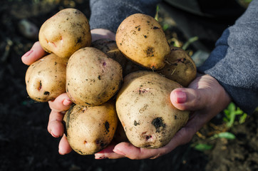 Harvest ecological potatoes in in farmer's hands.