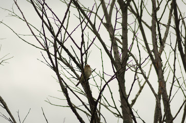 Naklejka premium Nightingale sitting on a branch, small bird