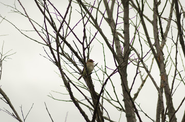 Nightingale sitting on a branch, small bird