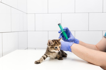 Checkup and treatment of kitten by a doctor at a vet clinic isolated on white background, vaccination of pets.