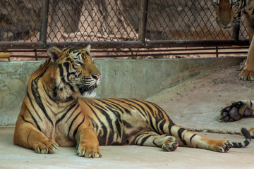 The great male tiger that does not live naturally,lying on the cement floor,Showing various gestures.