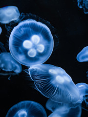 Obraz premium Jellyfish