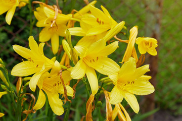Plenty of branches of flower Hemerocallis lilioasphodelus (also called Lemon Lily, Yellow Daylily, Hemerocallis flava). Hemerocallis flava Known also as Lemon day-lily, Lemon Lily and Custard Lil