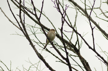 Nightingale sitting on a branch, small bird