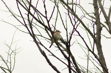 Nightingale sitting on a branch, small bird