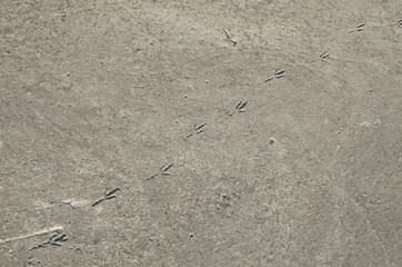 Frozen footprints of bird paws on concrete