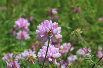 pink wildflower, close-up