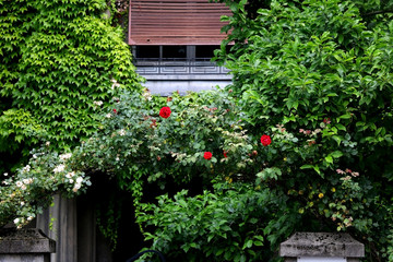 Fototapeta na wymiar Red roses in a garden. Selective focus.