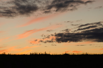 Fototapeta premium beautiful sunset in the field in summer