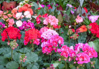 Fototapeta premium Zonal geranium (Pelarganium hortorum) flowers. They're in various colors.