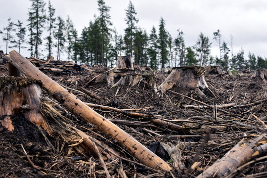 Deforestation in countryside showing timber/wood/stumps lying on the ground