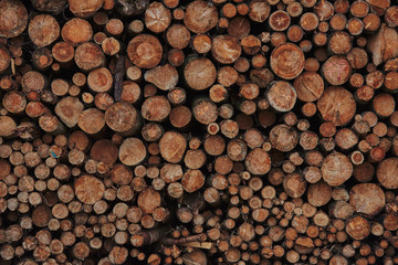 A pile of cut wood. Wood for the production of particle board