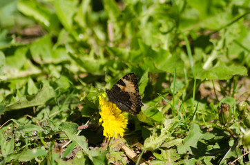 Small tortoiseshell, beautiful butterfly in summer