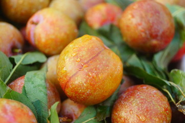 Fruit plums