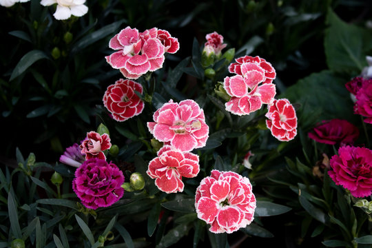 Close-up of Carnation flower (Dianthus caryophyllus). Blurred background. Photographed from the top