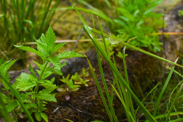  grass